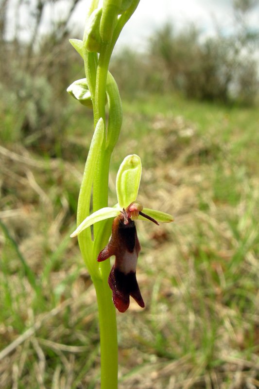 Orchidee del Chianti